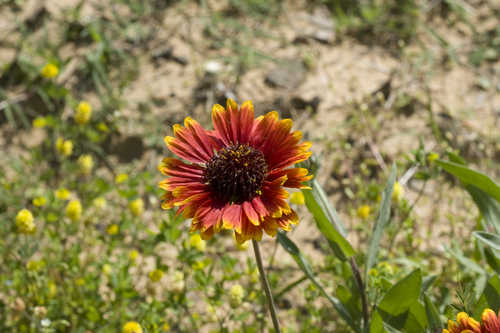 Gaillardia pulchella #8